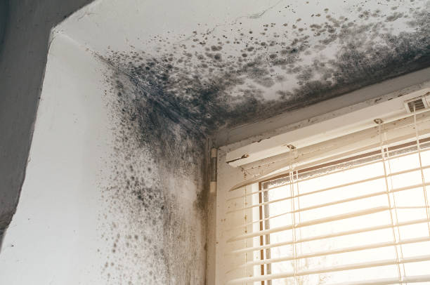 Affordable Crawl Space Mold Removal solutions in La Salle, CO